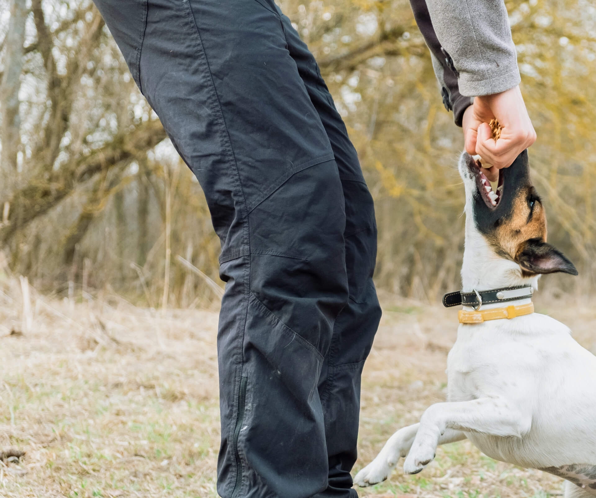 Hundesporthosen Zubehör