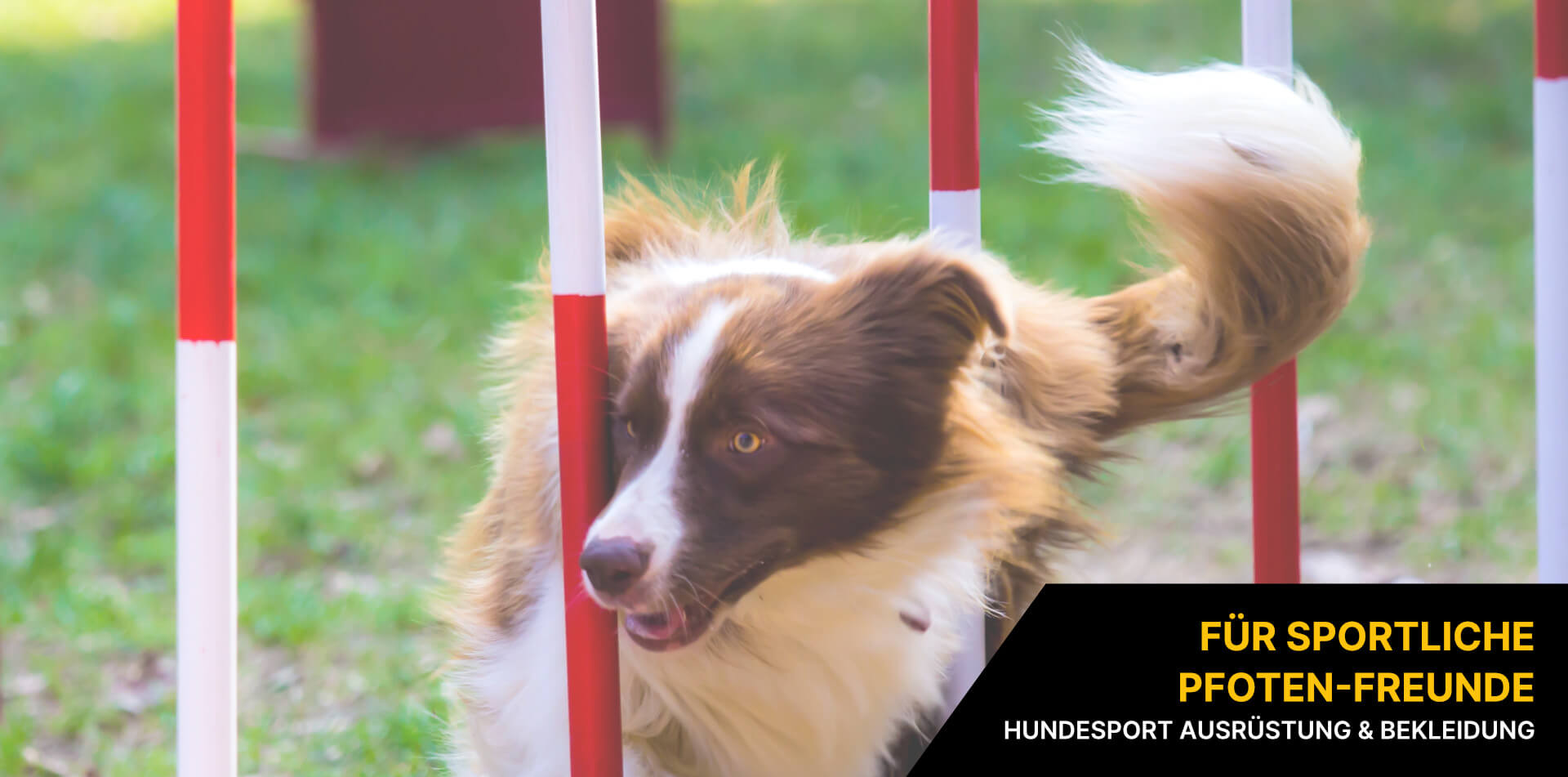 Hundesport