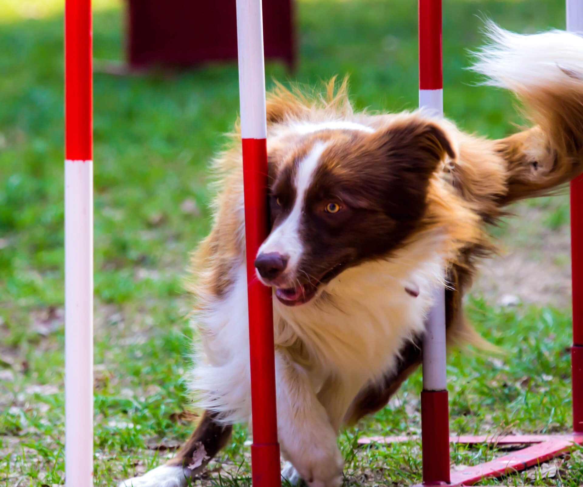 Hundesport Ausrüstung