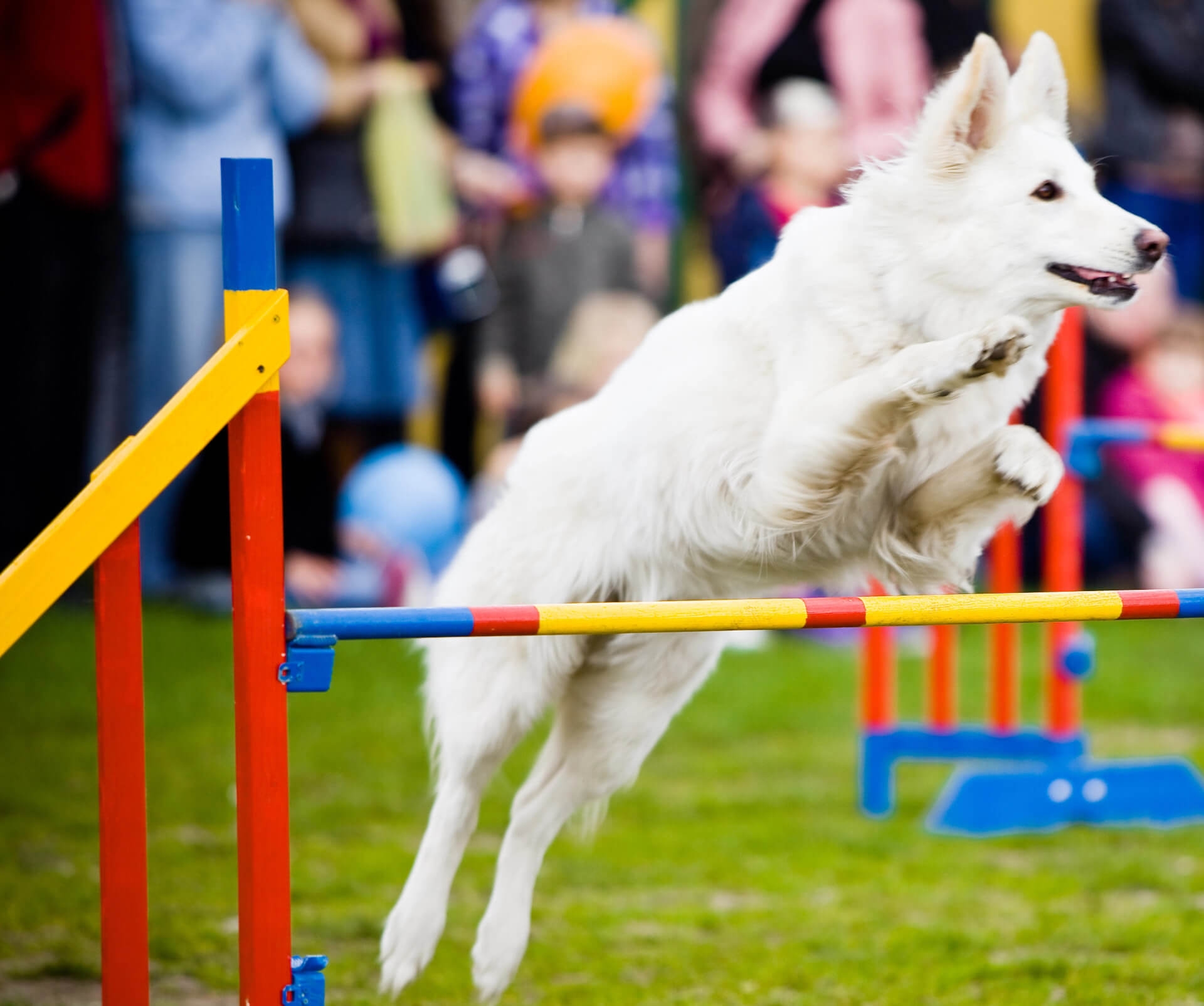 Hundesport Accessoires und Zubehör