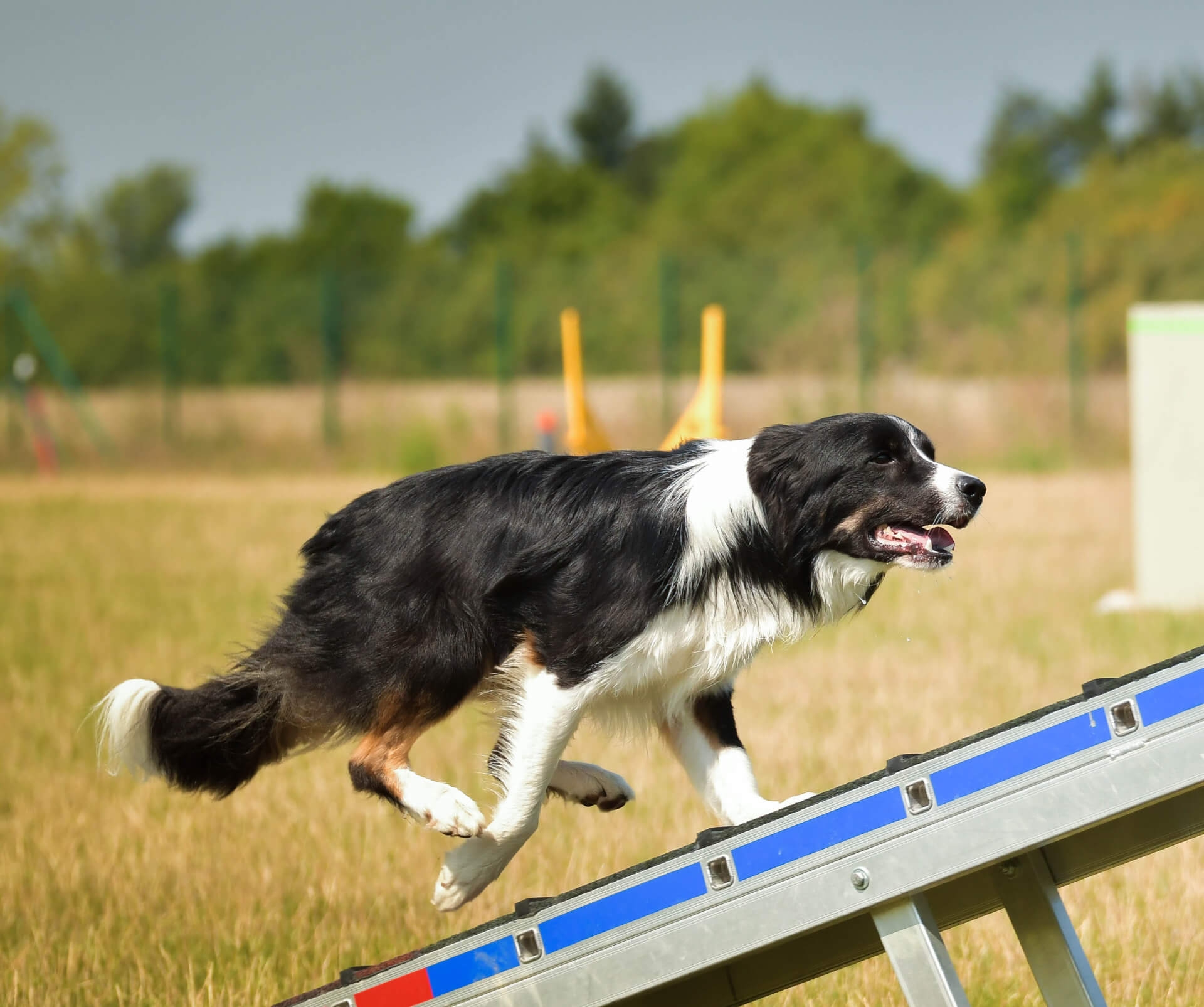 Hundesportsocken