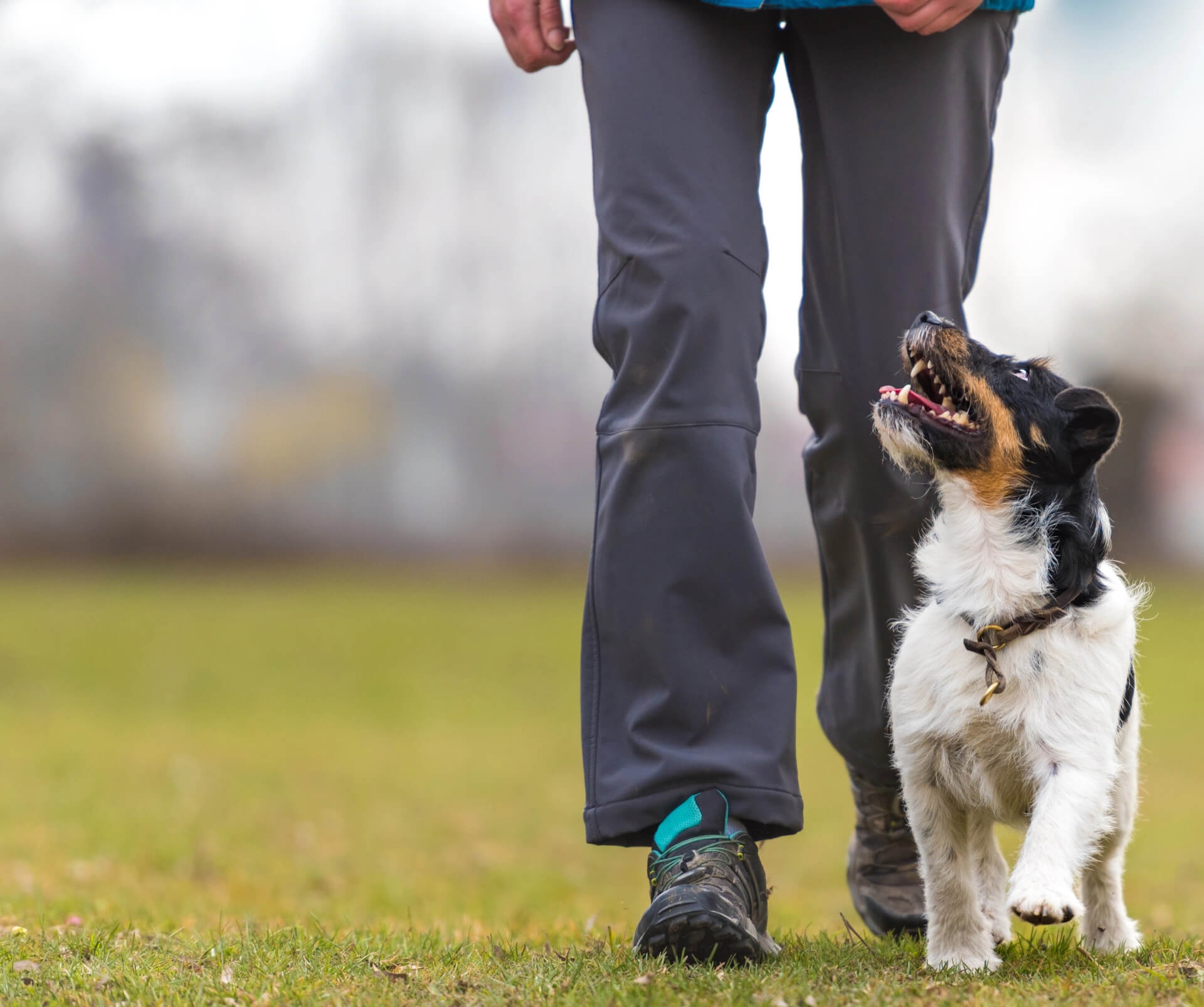 Hundesport Schuhe Zubehör